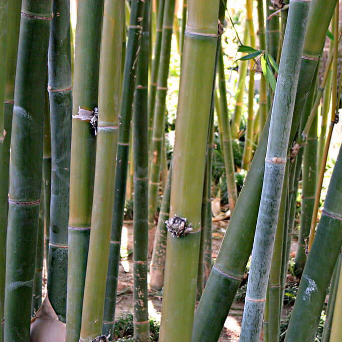 Giant Timber Bamboo (7900939747583)