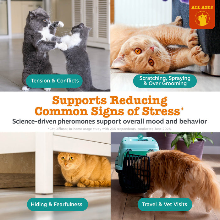 Diffuser starter kit with turquoise dispenser shown next to cats demonstrating stress behaviors including fighting, scratchin