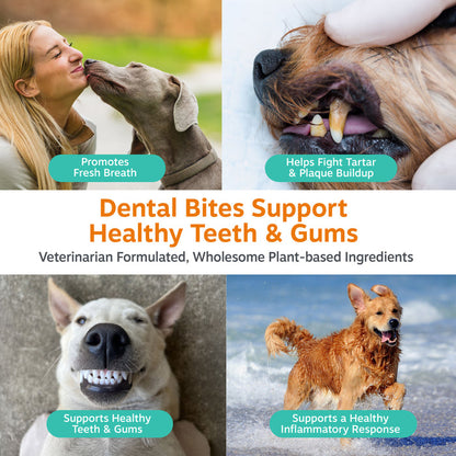 Woman's face close to gray dog's face; close-up of dog's mouth with treat; white dog's face showing teeth; brown dog running