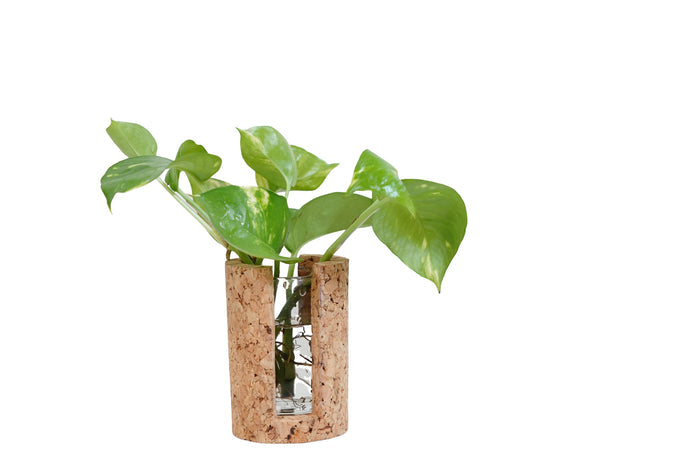 Cork vase with a plant on a white background