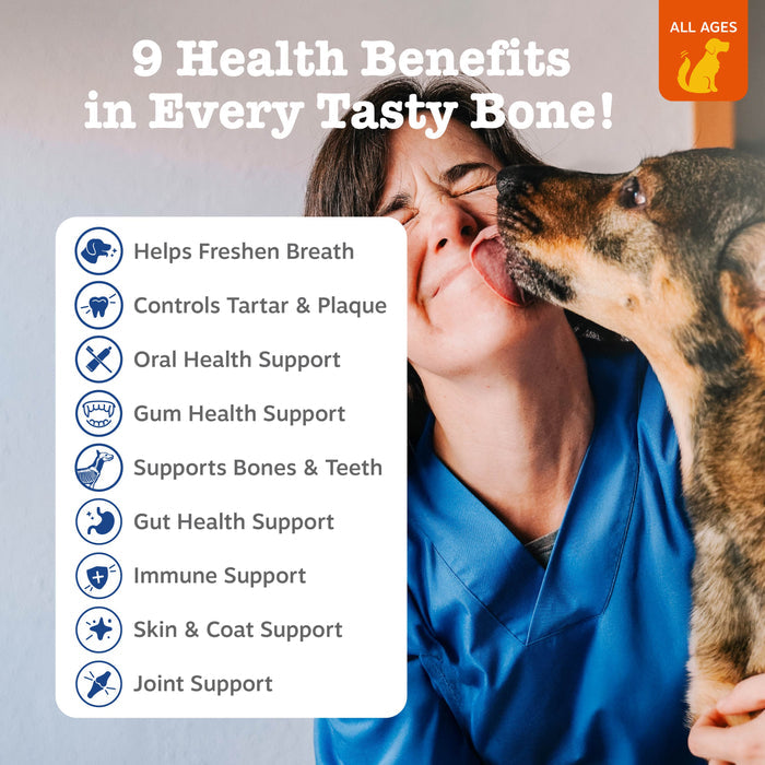 Small dog chewing on a brown dental bone while a person holds it near their face.
