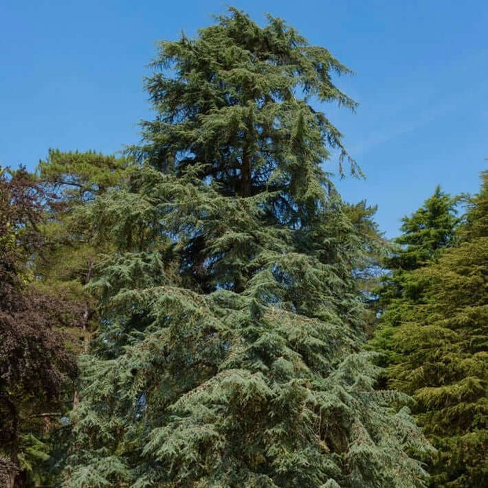 Deodar Cedar Tree (7920912072959)