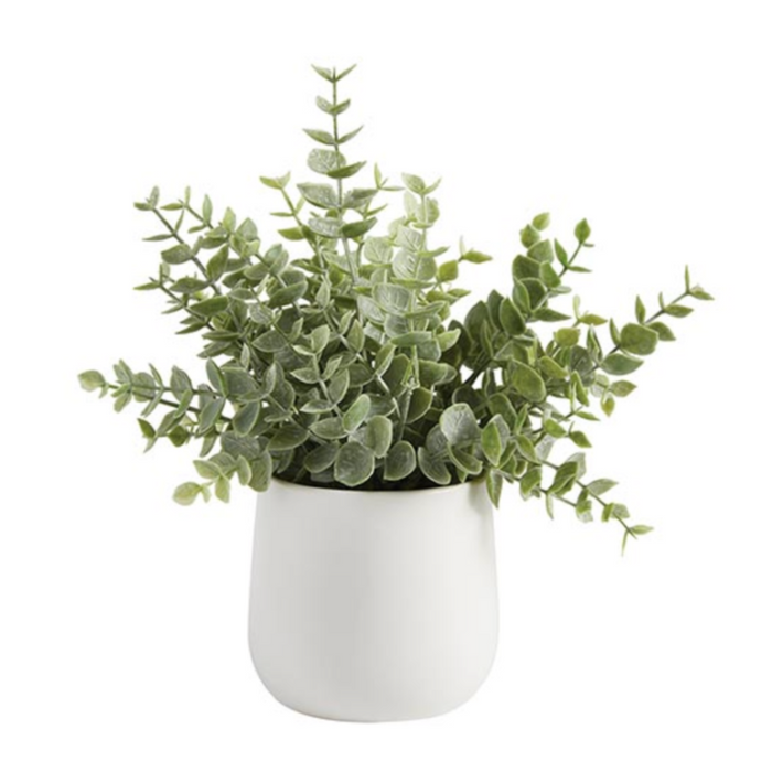 Eucalyptus In Ceramic Pot