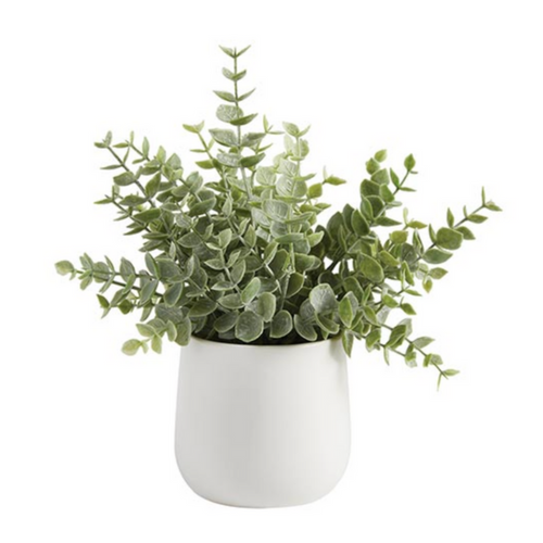 Eucalyptus In Ceramic Pot