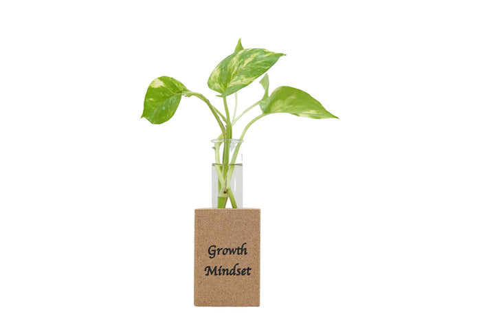 Small plant in a glass vase with a wooden base labeled 'Growth Mindset' on a white background