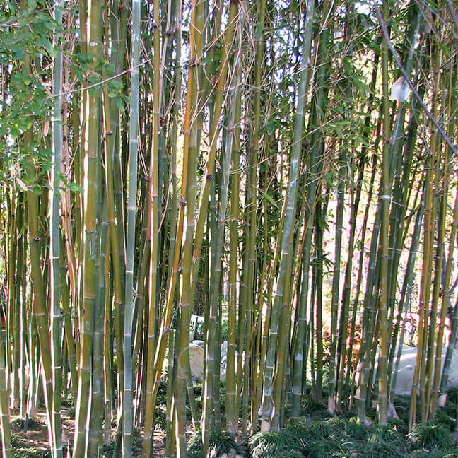 Giant Timber Bamboo (7900939747583)
