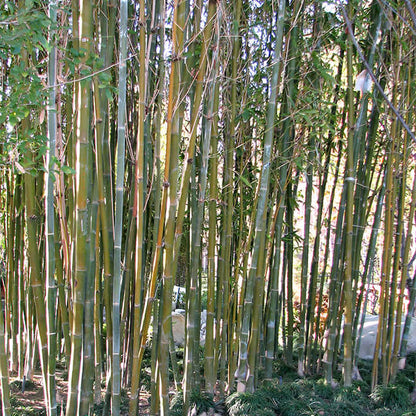 Giant Timber Bamboo (7900939747583)