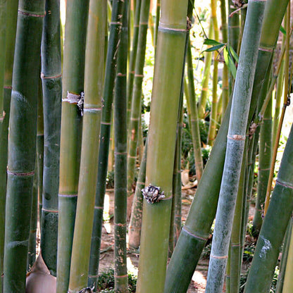 Giant Timber Bamboo (7900939747583)