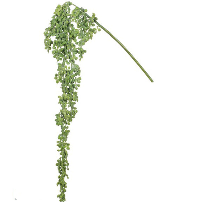 Overflowing with visual appeal, you can place this sophisticated succulent in a hanging display or tabletop container to add mesmerizing movement to your arrangement. This piece provides waves of green texture and requires virtually no maintenance.  Dimensions:
3.5"L x3.5"W x18"