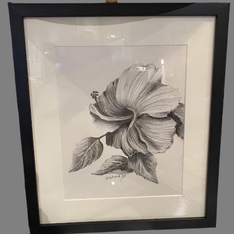 Hibiscus  Study By Clara Gutierrez.