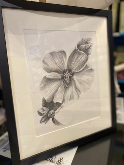 Hibiscus  Study By Clara Gutierrez.