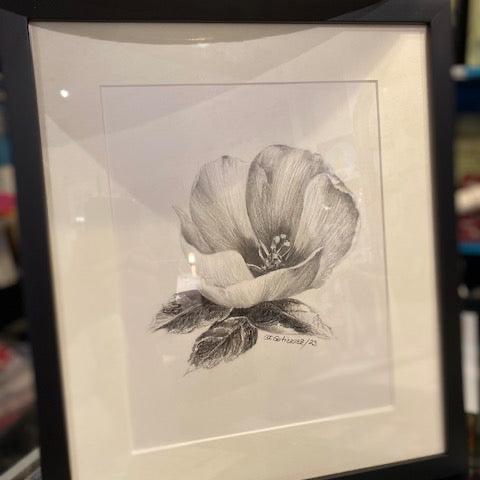 Hibiscus  Study By Clara Gutierrez.