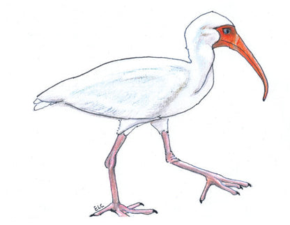 Ibis