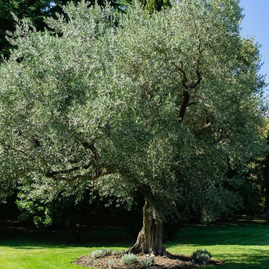 Manzanillo Olive Tree (7899133018367)