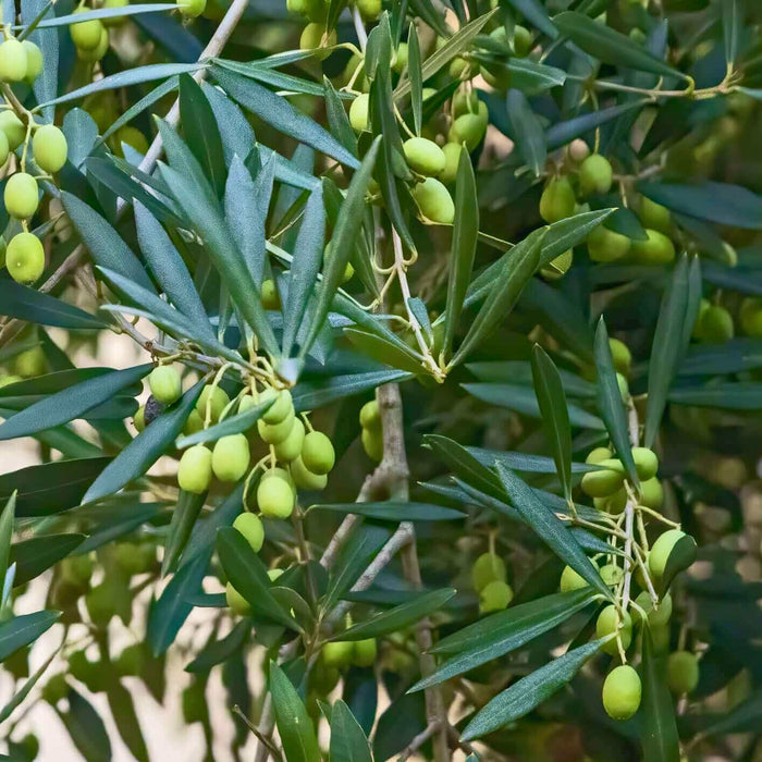 Mission Olive Tree
