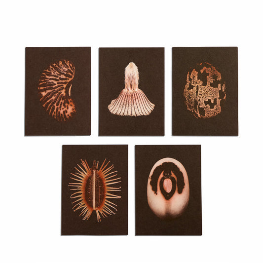 No. 5 Origins Small Print Set