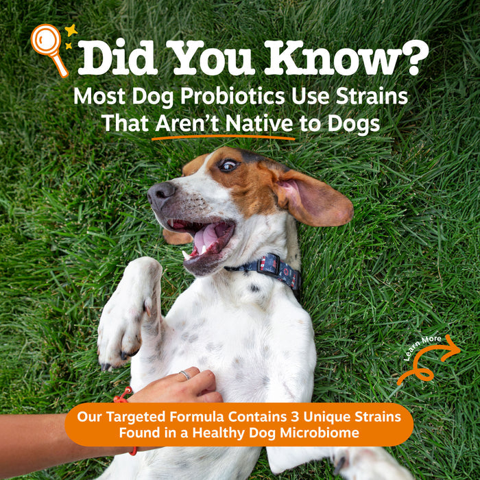 Dog lying on grass with text about dog probiotics and a targeted formula.